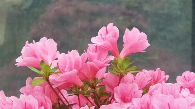 麻城龟峰山10万亩杜鹃迎来盛花期，麻城龟峰山杜鹃花期多长