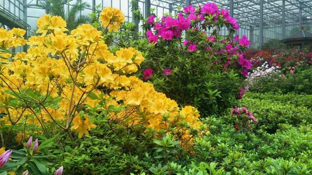 麻城龟峰山10万亩杜鹃迎来盛花期，麻城龟峰山杜鹃花期多长