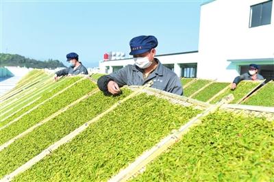 浙江省正宗白茶，安吉白茶，为什么不是白茶