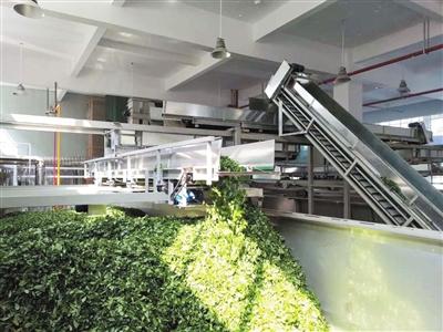 浙江省正宗白茶，安吉白茶，为什么不是白茶