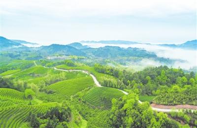 浙江省正宗白茶，安吉白茶，为什么不是白茶