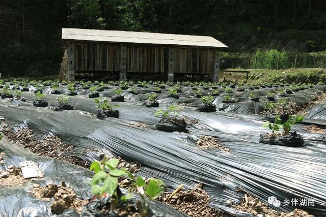 益阳安化羊角塘包括哪些地方，锦绣潇湘遇见安化