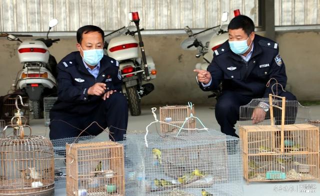 抓鸟是否犯法，湖北境内陆生野生动物不得随意捕捉