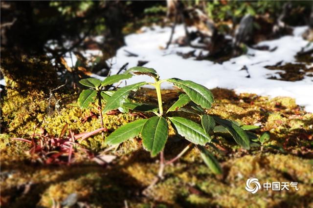 云南香格里拉景区海拔多少米高，高海拔地区挤不进