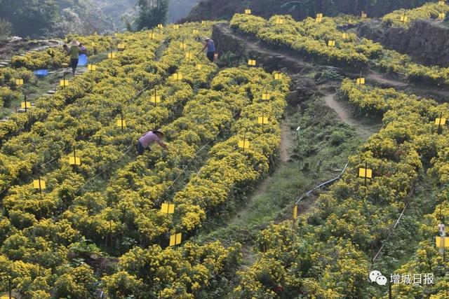 增城旅游攻略必去十大景点，观光旅游休闲科普