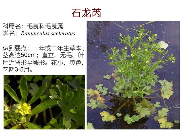 50种水生植物，园林景观中常见的10种水生植物