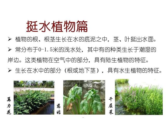 50种水生植物，园林景观中常见的10种水生植物