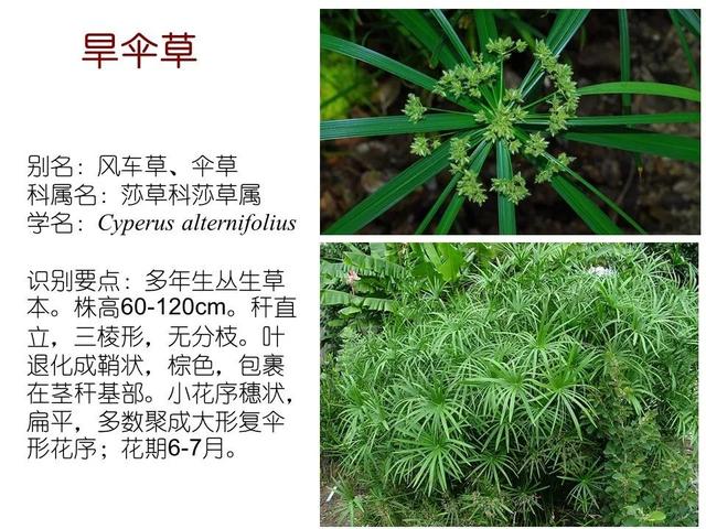 50种水生植物，园林景观中常见的10种水生植物