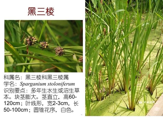 50种水生植物，园林景观中常见的10种水生植物