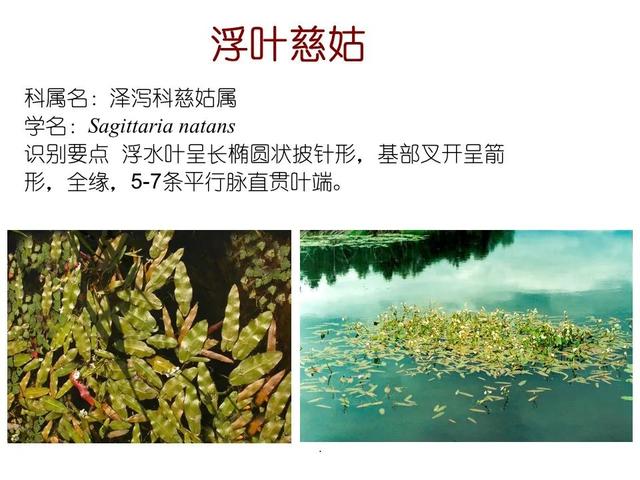 50种水生植物，园林景观中常见的10种水生植物