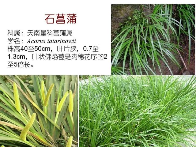 50种水生植物，园林景观中常见的10种水生植物