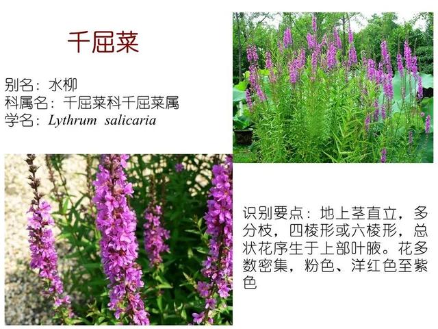 50种水生植物，园林景观中常见的10种水生植物