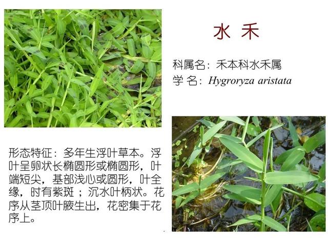 50种水生植物，园林景观中常见的10种水生植物