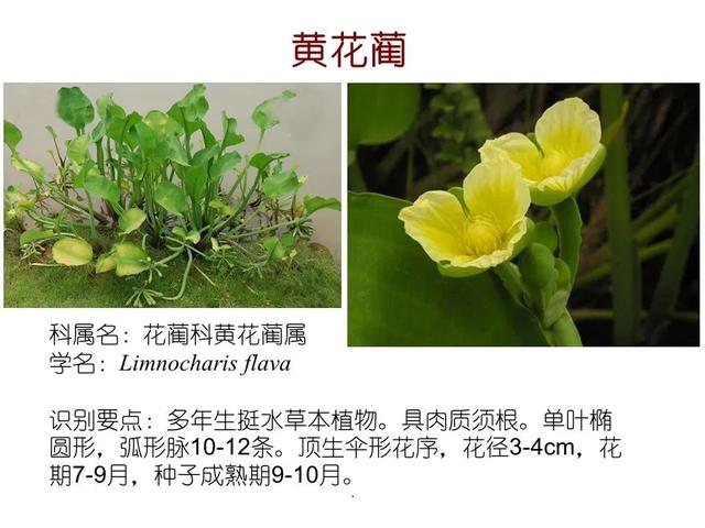 50种水生植物，园林景观中常见的10种水生植物