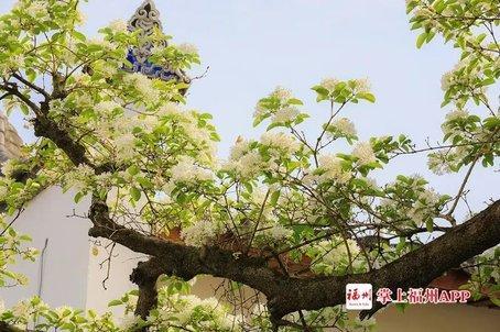 福建山林常见花，惊艳福州市区罕见流苏花盛开