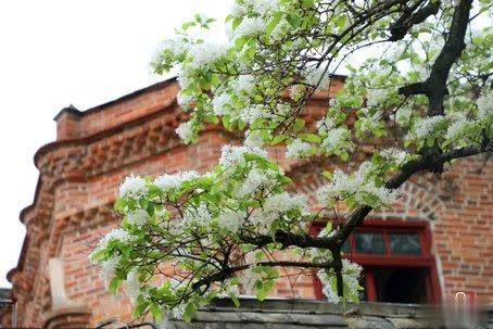 福建山林常见花，惊艳福州市区罕见流苏花盛开