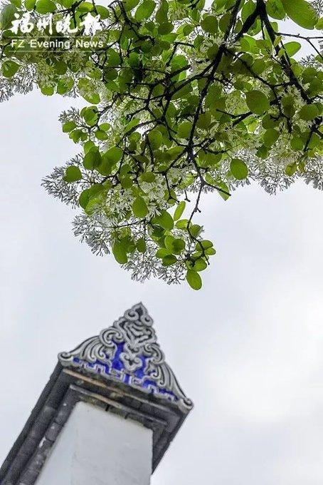 福建山林常见花，惊艳福州市区罕见流苏花盛开