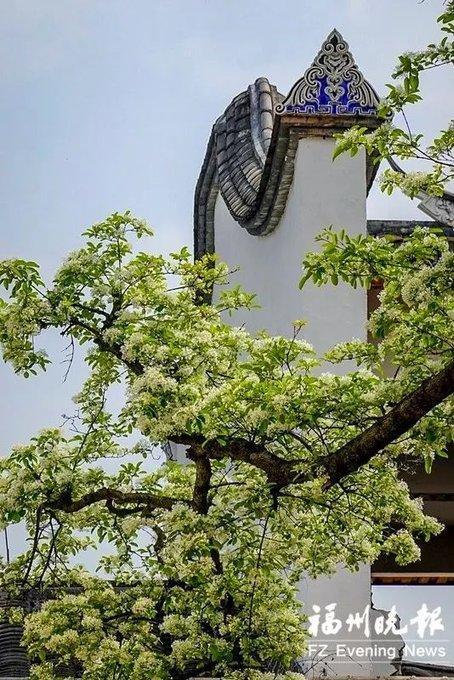 福建山林常见花，惊艳福州市区罕见流苏花盛开