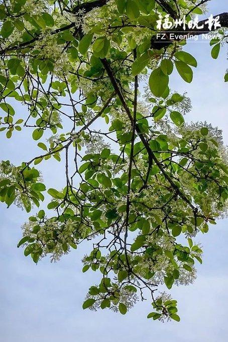 福建山林常见花，惊艳福州市区罕见流苏花盛开