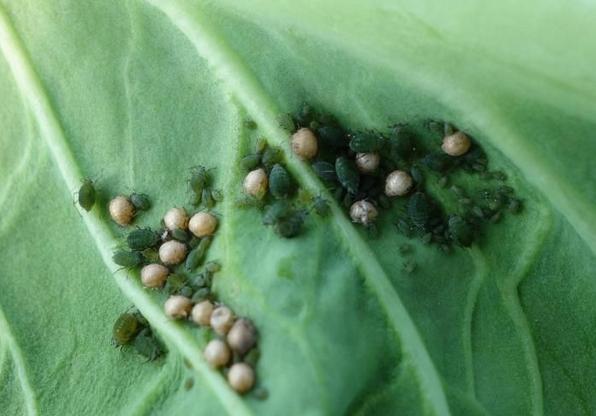 常见有害蚜虫，常见蚜虫种类介绍及防治方案大全