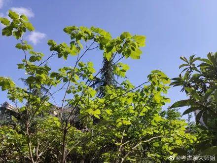 陕西五月份哪里下雪了，纷纷扬扬飘飘洒洒