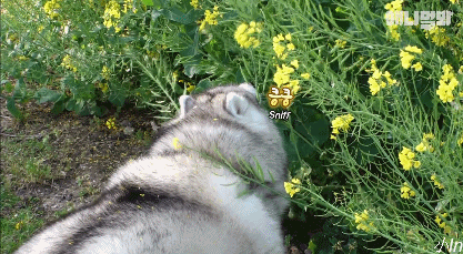 肥胖小二哈(肥小胖子的表情包)