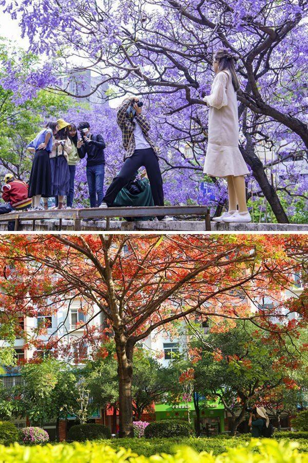 云南超美的两处花海，爆美这段时间云南的花海冰火两重天