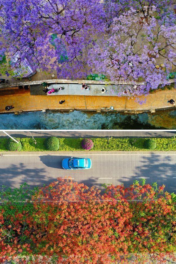 云南超美的两处花海，爆美这段时间云南的花海冰火两重天