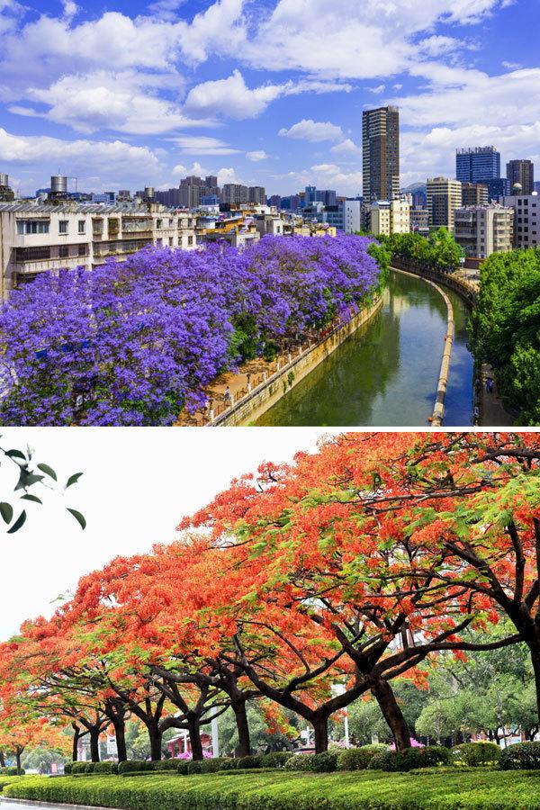 云南超美的两处花海，爆美这段时间云南的花海冰火两重天