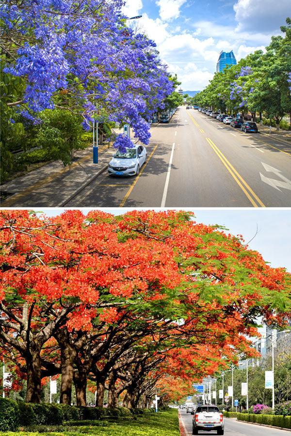 云南超美的两处花海，爆美这段时间云南的花海冰火两重天