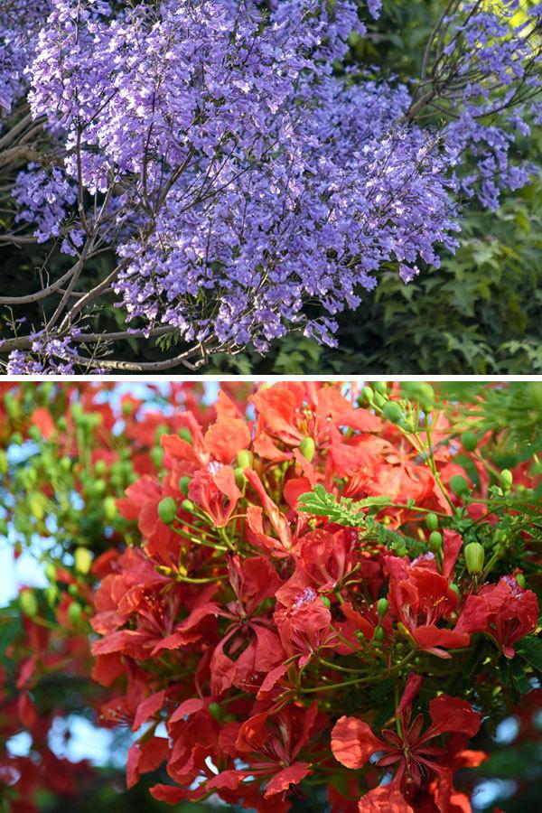 云南超美的两处花海，爆美这段时间云南的花海冰火两重天