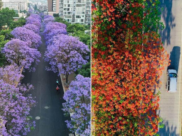 云南超美的两处花海，爆美这段时间云南的花海冰火两重天