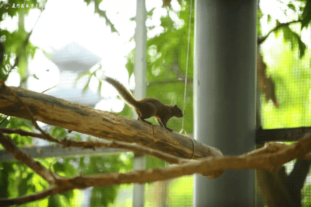 厦门周末亲子游好去处，周末天气这样变化，怎么遛娃