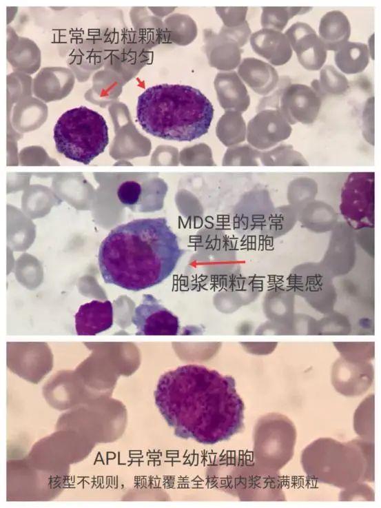 细胞周期分析是查什么，细胞周期的检测方法