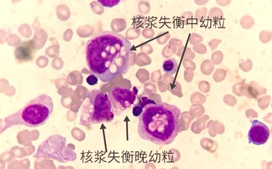 细胞周期分析是查什么，细胞周期的检测方法