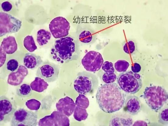 细胞周期分析是查什么，细胞周期的检测方法
