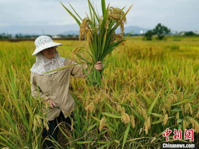 适合糖尿病吃的大米(适合糖尿病吃的水果)