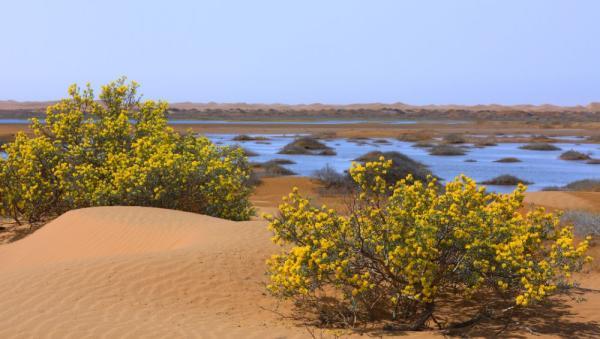 腾格里沙漠最具体的位置在哪儿，腾格里沙漠有个奇怪的湖