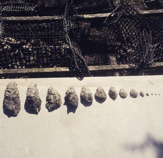 动植物进化历程讲述方法，从藻类植物到种子植物