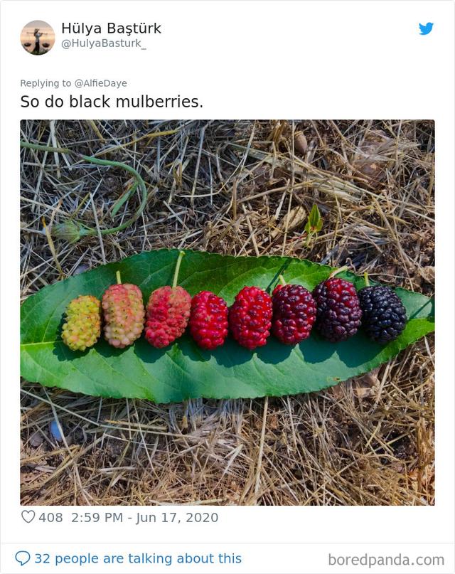 动植物进化历程讲述方法，从藻类植物到种子植物