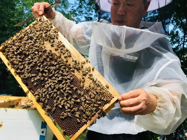 长白山黑蜂紫椴雪蜜怎么吃，东北黑蜂椴树雪蜜真假