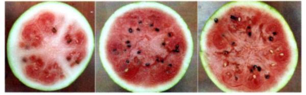 西瓜官方实验室评估教程，用人工智能挑西瓜