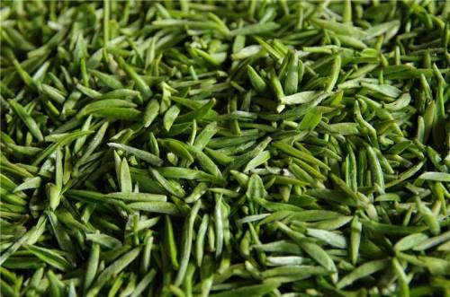 简介四川蒙顶山产黄茶，茶史雅安蒙顶甘露