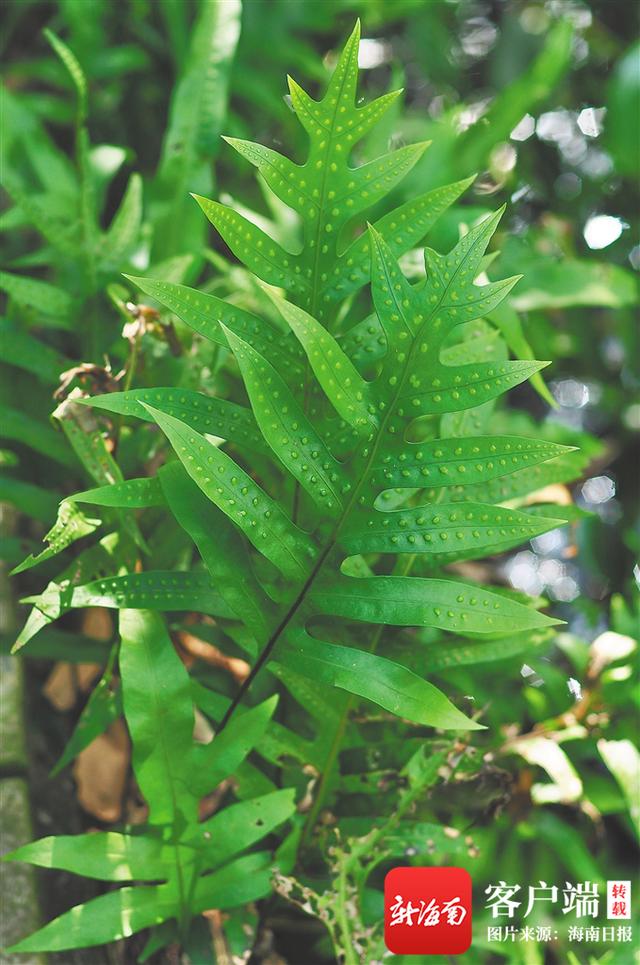 原始森林里有珊瑚菇，海南周刊探寻奇妙的蕨类世界