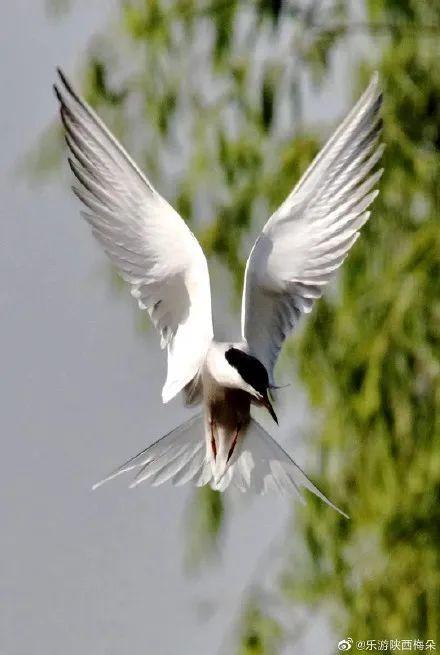 西安浐灞湿地公园，西安浐灞湿地公园都有什么（你拍了拍西安浐灞国家湿地公园）