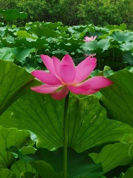 西安浐灞湿地公园，西安浐灞湿地公园都有什么（你拍了拍西安浐灞国家湿地公园）