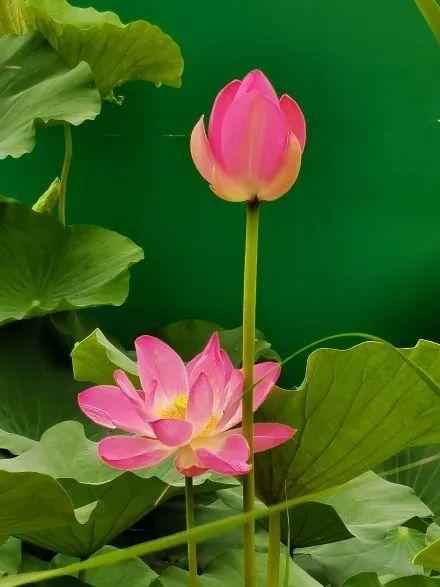 西安浐灞湿地公园，西安浐灞湿地公园都有什么（你拍了拍西安浐灞国家湿地公园）