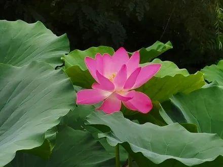 西安浐灞湿地公园，西安浐灞湿地公园都有什么（你拍了拍西安浐灞国家湿地公园）