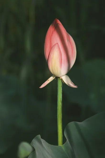 西安浐灞湿地公园，西安浐灞湿地公园都有什么（你拍了拍西安浐灞国家湿地公园）