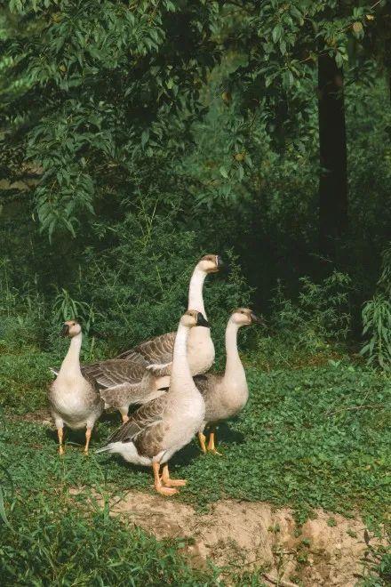 西安浐灞湿地公园，西安浐灞湿地公园都有什么（你拍了拍西安浐灞国家湿地公园）